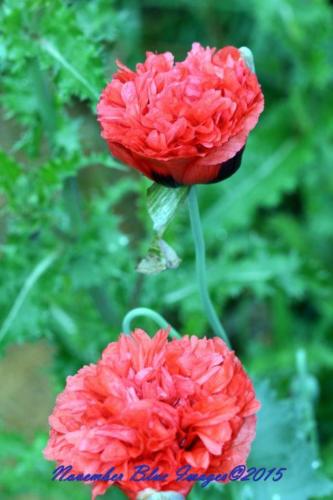 Red-Poppy